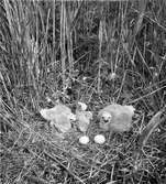 Circus Cyaneius Bo med ägg och ungar 15/7 1930