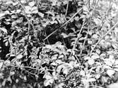 Gul Serinus canarius serinus (Egen översättning från franska) En Hona som ruvar i en azaleabuske (4 ägg) Foto taget 12 maj 1947