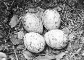 Bo av Scolopax rusticola i blandskog av gran och björk med bottentäcke av väggmossa (hylognium) och blåbärsris  på vald hemvand skog 10/7 1924