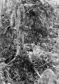 Bo av Duhök 9 maj 1925
