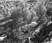 Fjällråkbo på en klippavsats i fjället. 3 ägg. 21/6 1914
