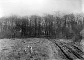 Skogen å Näset vid fjällfotasjön. Biotop för glada. 31 mars 1918.