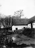 Råk-koloni, 1 april 1921. Fam. Kråkfåglar.