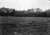 Häckningsterräng för trädlärka. 13 maj 1917.
