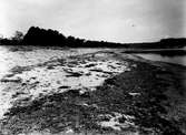 Biotop för mindre strandpipare. 1 juni 1930.