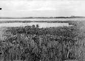 biotop för Podiceps nigricollis. Maj 1927