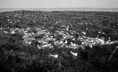 Kentska tärnkolonin 30 maj 1926.