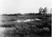 Biotop för Gallina regulus, juli 1931.