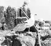 Gråtrut med fullt utbildad unge.