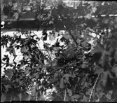 Sädesärla  matande gökunge