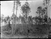 Sidensvans. Boplats, boet högt i tall.