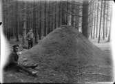 Största myrstacken å Skarhults kronopark i Skåne. 1.80 m hög och i omkrets vid basen c:a 12 m. Kronojägare Nilsson och hans son Petrus på bilden.