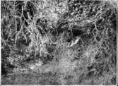 Älgkalv liggande övergiven i myren