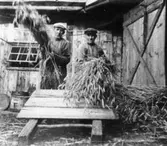 Einar och Gustav-Adolf Johansson Gärdet, Vasared böstar dvs. tröskar råg för att få halm till taktäckning. Ca 1920-talet.
Se Tvärred förr och nu 1988 sid 359.
Foto: Einar Johansson.