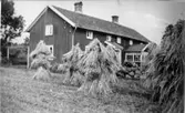 Stackad havre i Gärdet, Vasareds by. Ca 1930-talet.
Foto: Einar Johansson.