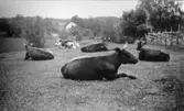 Gärdets kor i Vasared. I bakgrunden Vaslings hus. Ca 1930-talet. Förr var det fler betesdjur i Tvärred än det fanns människor.
Foto: Einar Johansson.