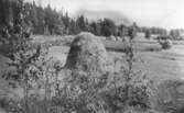 Höstackar på Gärdets mossategar, Vasared.
Foto: Einar Johansson