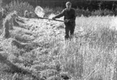 Hans Kronlund Arnungared har bläfs på lien när han skär havre ca 1975.
Foto: Bertil Gardell