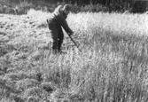 Hans Kronlund Arnungared skär havre med lie och har slipstickan i bakfickan. Ca 1975.
Foto: Bertil Gardell
