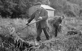 Ragnar i Sörgårn Andersson skär blandsäd och Mågen Åke Classon tar upp, hösten 1966.
Se Tvärred förr och nu sid 350.
Foto: Bertil Gardell