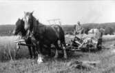 Hollanders i Tvärredslund kör självbindare. Gösta Hollander och Sven Rylander på Storegården ca 1940. Se Tvärred förr och nu sid 329.