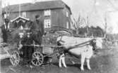 Hulud gästgivaregård 1910 Tvärred. Henning Johansson och brorsbarnen Elin och Henry. Oxe drar vagn. Se Tvärred förr och nu sid 227.