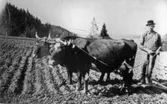 Ludvig Lind Alhammar har sina kor som dragare, ca 1940.