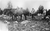 Beredning av beteskultur på Enebacken, Tvärred. Två av bröderna Karlsson på Enebacken (Arne, Allan eller Arvid) och Yngve, som styr röjningsplogen. På 1930-40 talet.