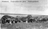 Höskörd Tvärredslunds gård, vykort 1910. Se Tvärred förr och nu sid 410.