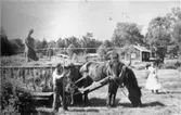 Höskörd på dagsverkstorpet Mossen, Gärsbo 1955. 1992 är här 5 meter hög granskog. I skrindan (Harkan) Gunnar Persson, vid tömmarna Arvid på Gärsbo Larsson och räfserska Märta på mossen