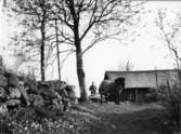 Gustav i Rydet kör hem Bulten, välten efter brukningen ca 1965
Foto: Bertil Gardell ca 1965.