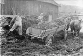 Gödselkörning i Skärvenäs med parhästar, bilvagn och gödselhäck.