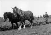 Plöjning med parhästar i Skärvenäs 1947.