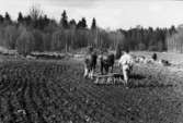 Tvärred. Harvning i Skärvenäs med parhästar för fjäderharv 1947. Bromans.