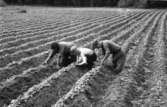 Bromans i Skärvenäs gallrar rovor.
Foto: K-G Broman 1947 - 51.