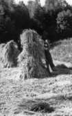 Rågen skylas hos Bromans i Skärvenäs.
Foto: K-G Broman 1947 - 51.