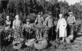 Potatisupptagning för hand i Kärrabo omkr. 1930. Typiska korgar flätade i Tvärred.
Foto: Gustav Johansson ca 1930.