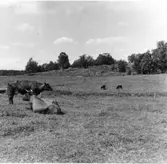 Brättehagar  Vassända-Naglum