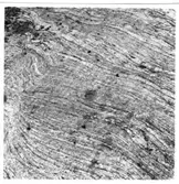 Skålgropar vid fotbollsplan  Vänersvallen  Vänersborg