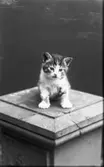 Katt på piedestal.
Redaktör Gustafssons katt  Vänersborg
