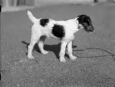 Hund, Uppsala 1937