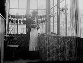 Interiör från Mathilda Ranchs fotoateljé i Varberg ca 1900. I fönstrena hänger glasplåtar för kopiering med hjälp av dagsljus. Kvinnan är troligen en av Mathildas anställda.