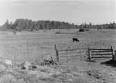 Båtsmanstorpet nr 80 Brohjelte
Äng ost om stugan