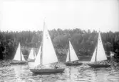 Volontärsegling med stjärnbåtar och måsungar, ovisst när. På bilden se fr v t h måsunge 51, stjärnbåt 101 DIRIGOLD, måsunge 40 och stjärnbåt 106 METEOR. Namnen DIRIGOLD och METEOR var aktuella vid mitten av 1930-talet.