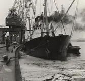 Lastångfartyget MAI av Panama liggande vid Stadsgården i Stockholm, i färd med lossning av propslasten.