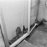 Göta Lejon fotografering av sopor vid hytter