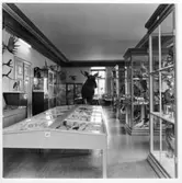 Vänersborgs museum. Nordiska djursalen.