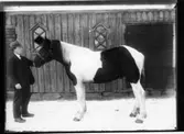 Axel Dafgård med en häst,  Vänersborg