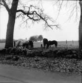 Västra Tunhem sn. Foto: Karin Rex 1974-03-24