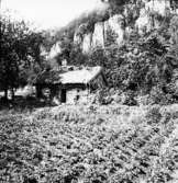 Västra Tunhem sn, Halleberg, liten stuga 24/6 1918